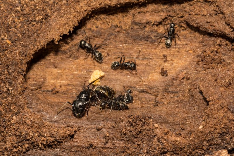 Black Ant Extermination