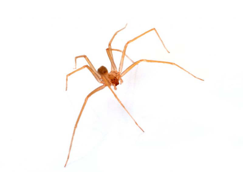 Brown Recluse Removal