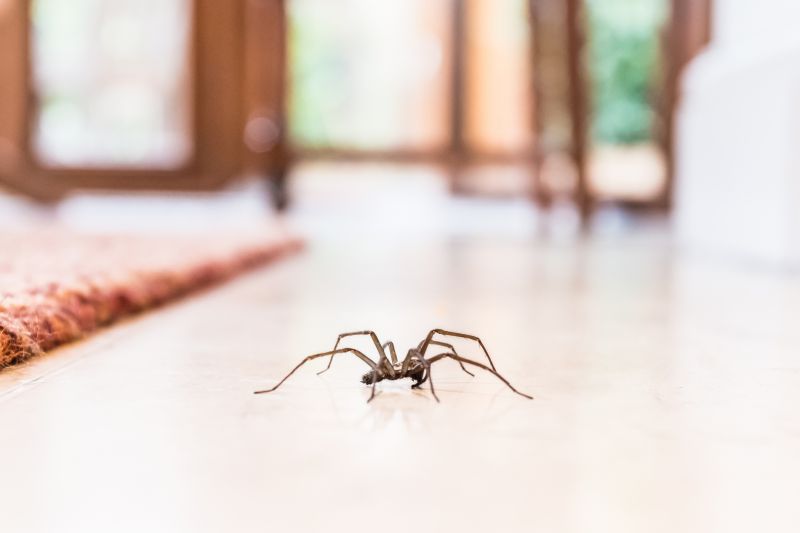 Commercial Spider Control