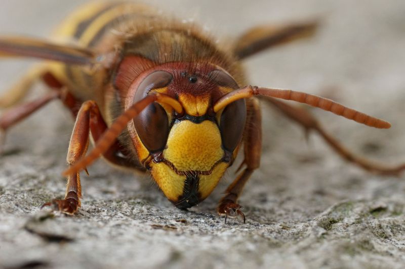 European Hornet Extermination