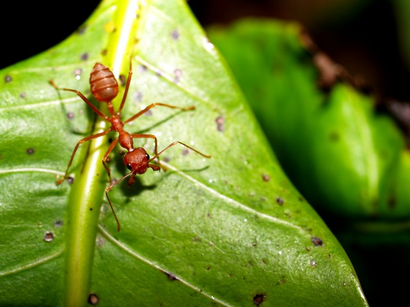 Red Ant Extermination