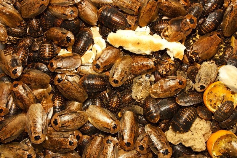 Signs You Have A Roach Infestation In Your Home Or Business