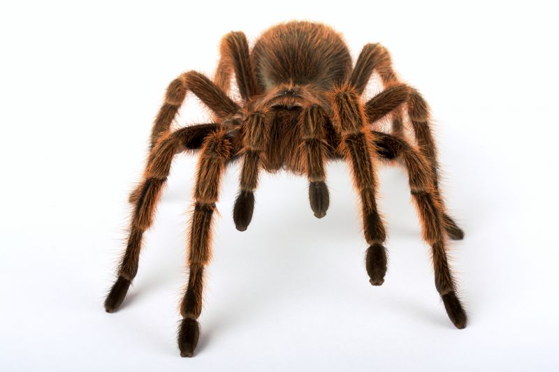 Tarantula Hawk Removal