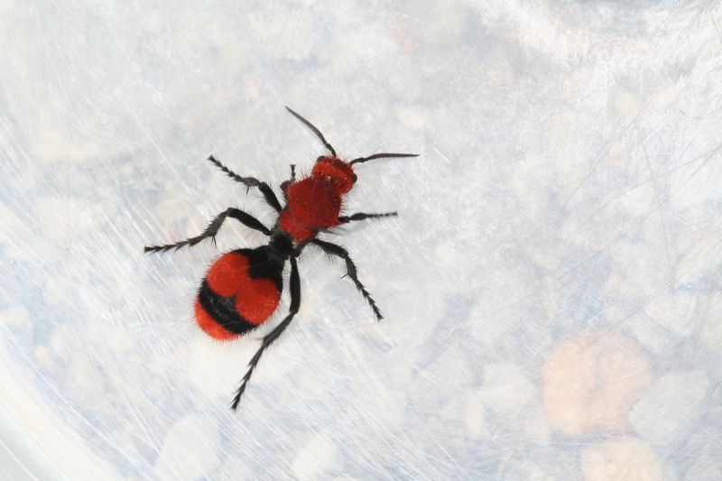 Velvet Ant Extermination